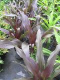 Red-leaf Giant Crinum / Crinum asiaticum var. procerum  